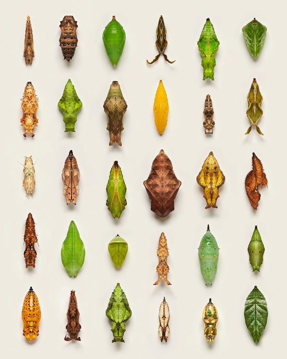 Levon Biss Chrysalis