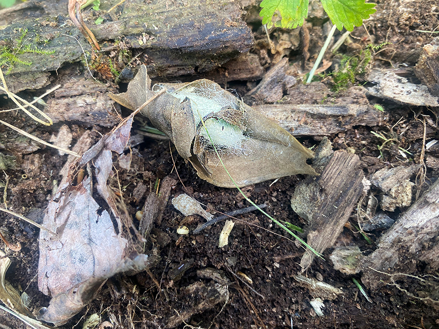 moth cocoon wrapped in a dead leaf