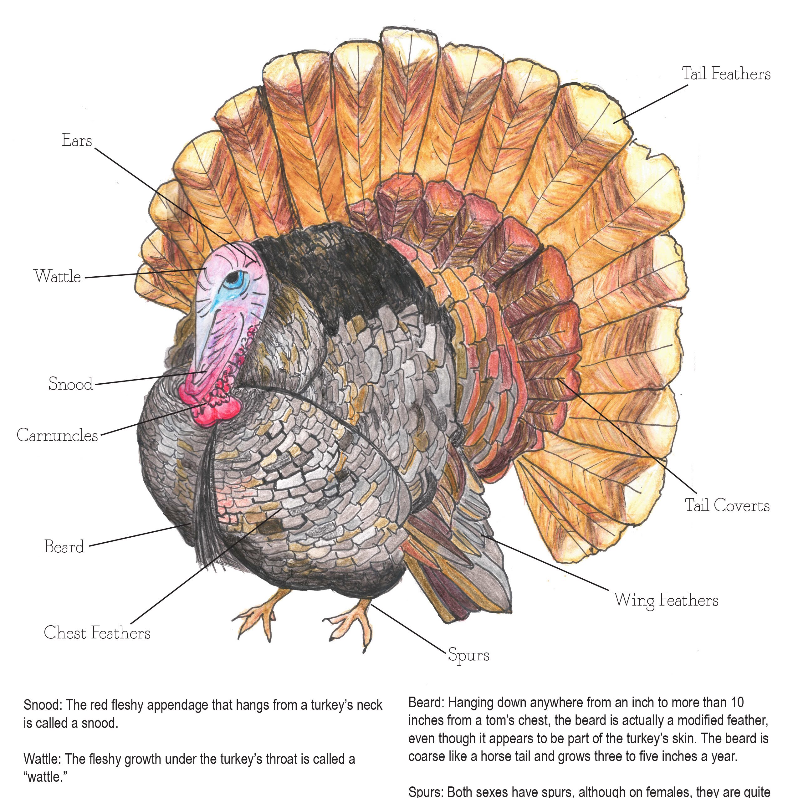From Farm to Flight: Illustrated Diagram