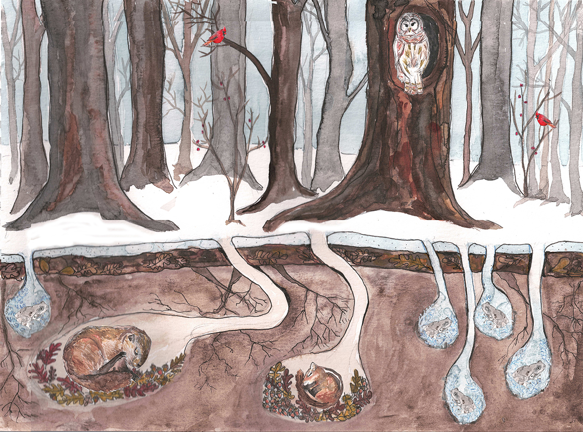 winter hibernation watercolor illustration