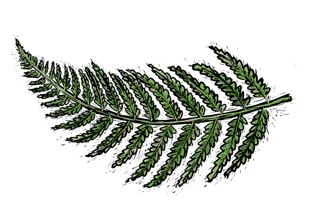 Jessie Lehson Fern Illustration