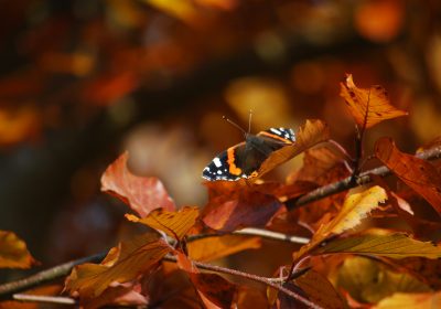 Leave the Leaves Seek & Find 2 Ways!