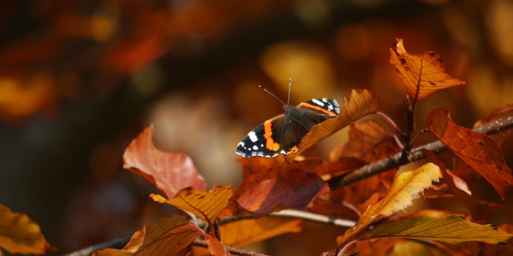 Leave the Leaves Seek & Find 2 Ways!