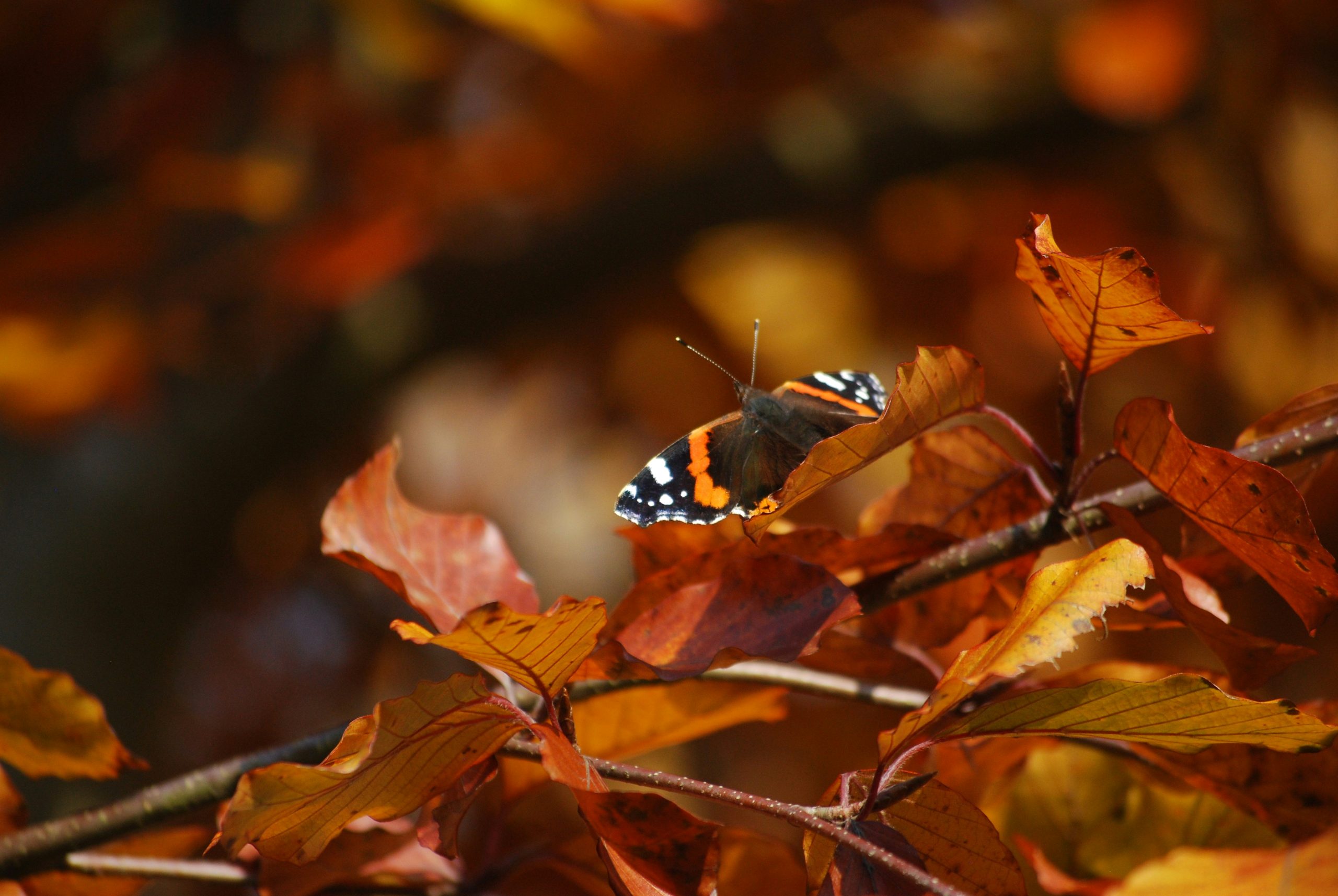 Leave the Leaves Seek & Find 2 Ways!